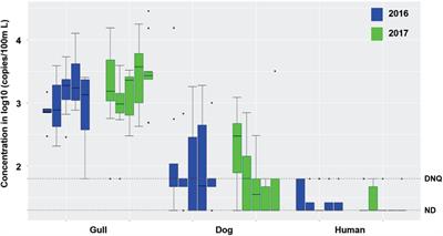 Bather Shedding as a Source of Human Fecal Markers to a Recreational Beach